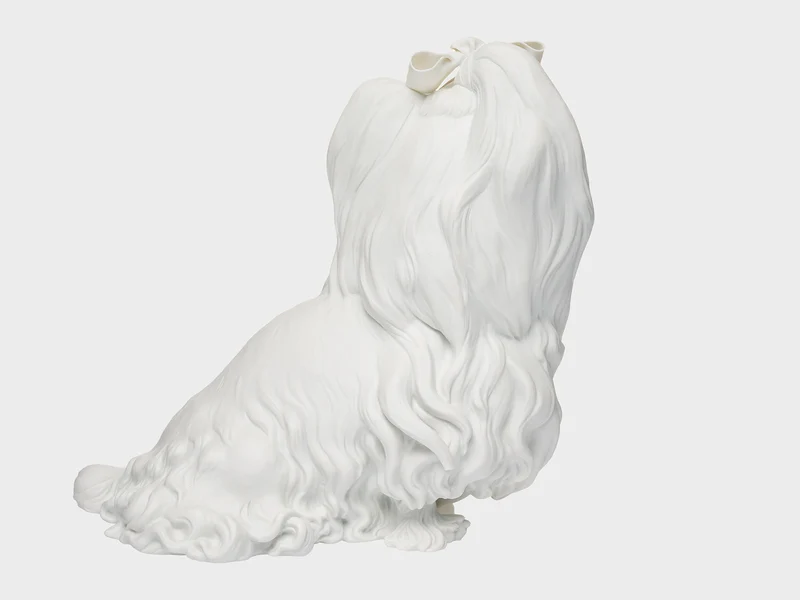 Yorkshire Terrier | weiss biskuit