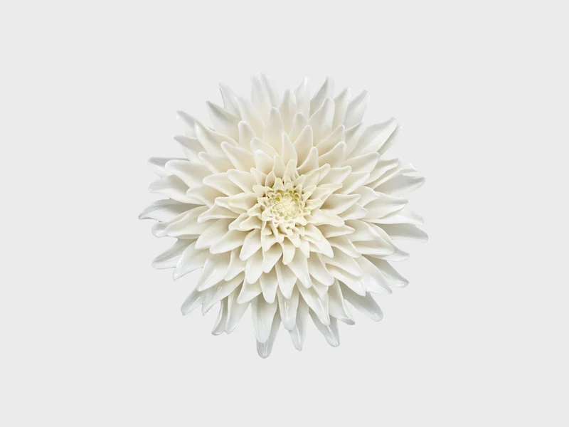 Tischblume Chrysantheme