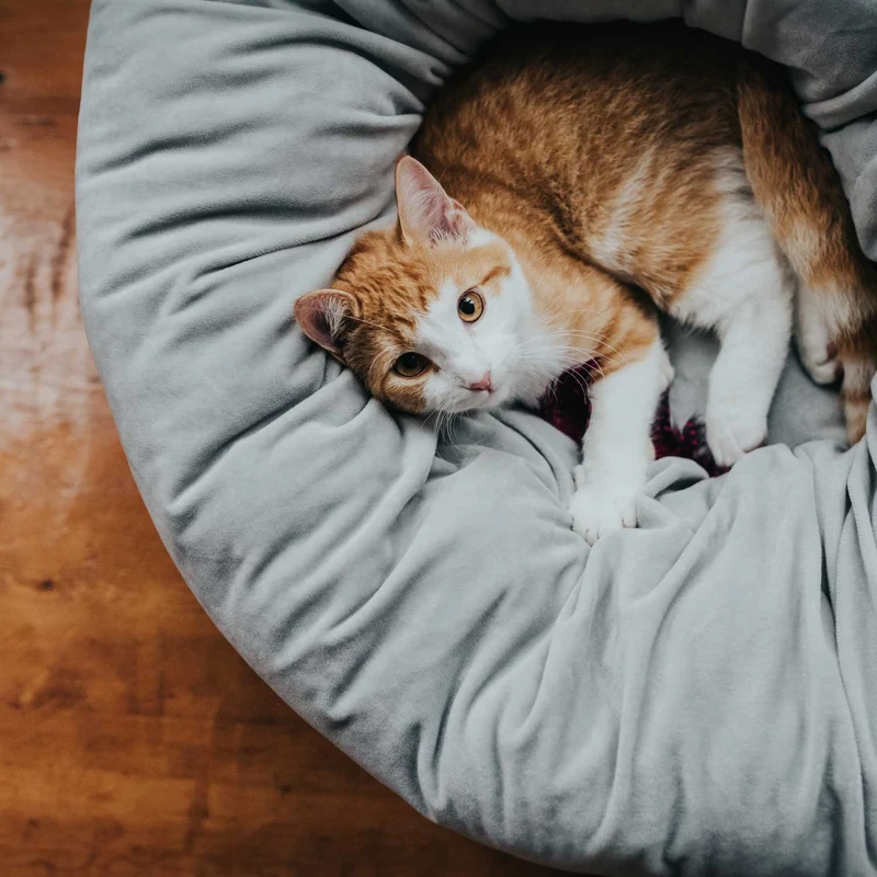 Hundebett Donut Miranda