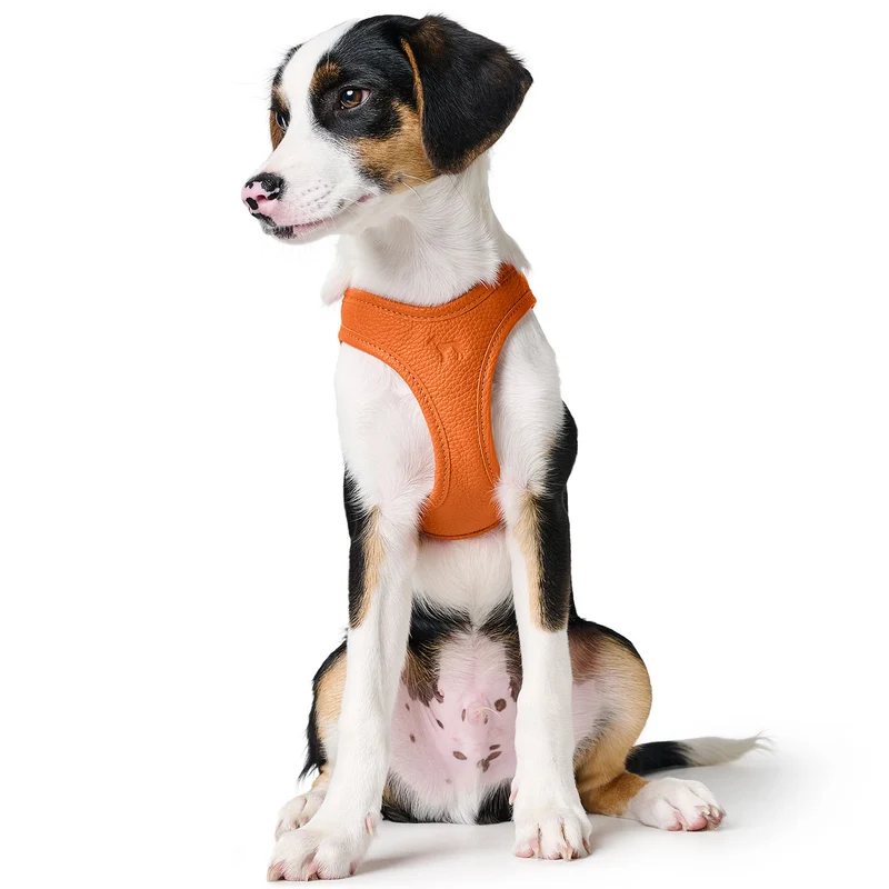 Geschirr Hilo