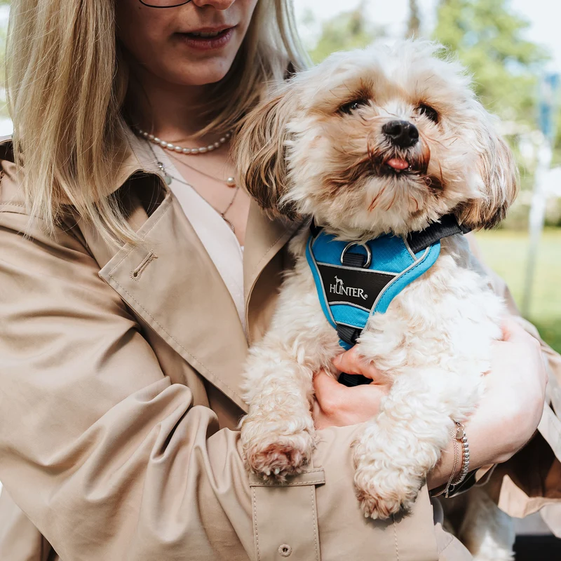 Geschirr Divo