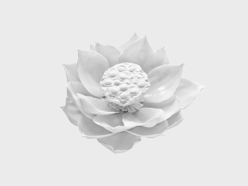 Tischblume Lotusblüte