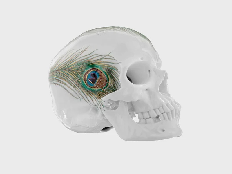Totenkopf Pfauenfeder (Limitierte Edition 25 Stück)