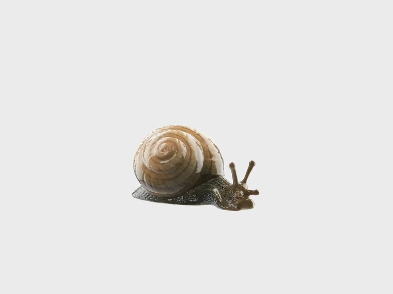 Schnecke
