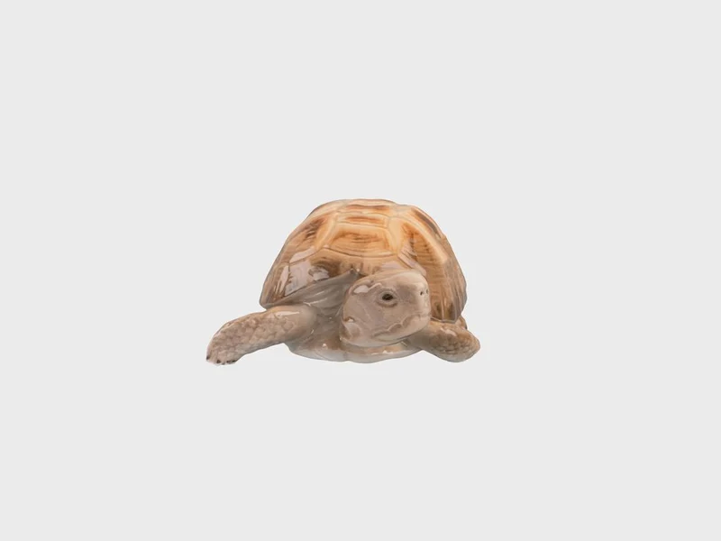 Schildkröte